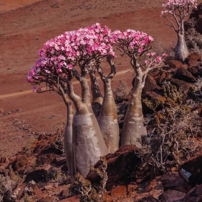 Árbol botella en flor de Socotra, con su tronco hinchado y flores rosadas sobre el paisaje árido de la isla.