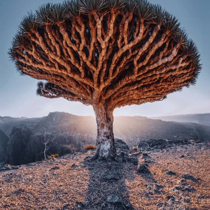 Árbol sangre de dragón en la meseta de Diksam, Socotra, con su copa en forma de paraguas sobre el paisaje árido.