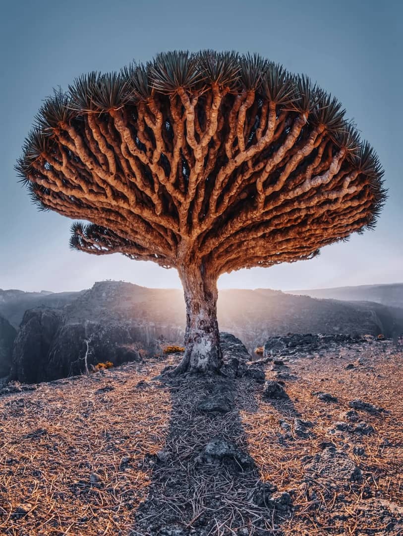 Árbol sangre de dragón en la meseta de Diksam, Socotra, con su copa en forma de paraguas sobre el paisaje árido.